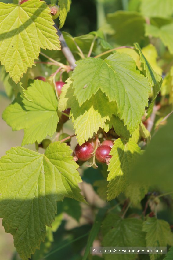 Наше деревенское лето или как Тимошка, ездил на дачу часть 2