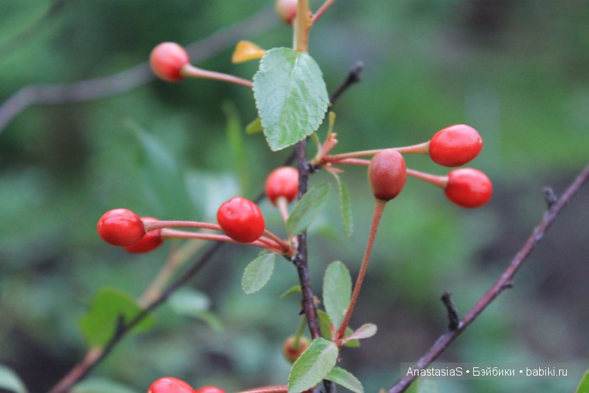 Наше деревенское лето или как Тимошка, ездил на дачу часть 2