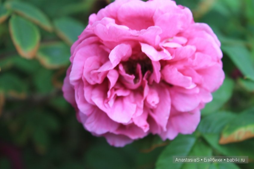 Наше деревенское лето или как Тимошка, ездил на дачу часть 2