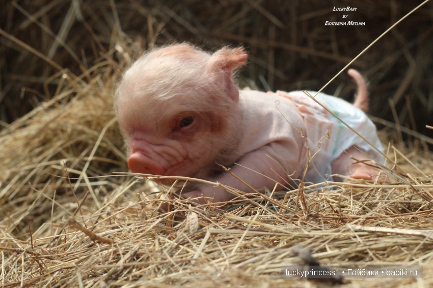 Свинка Хлоя, хрю-хрю-хрю Часть 1 (фото 6)