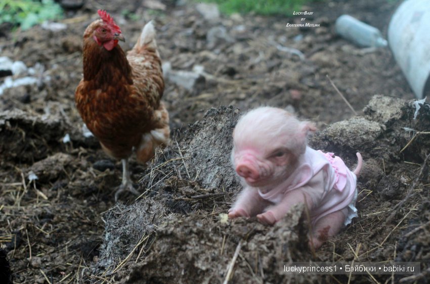 Свинка Хлоя, хрю-хрю-хрю Часть 1