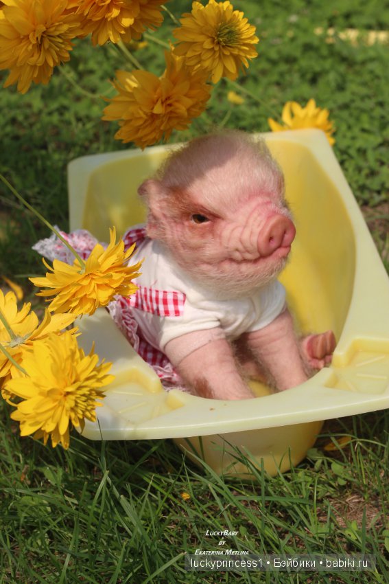 Свинка Хлоя. Часть 2 — Куклы Реборн (Reborn): работы мастеров