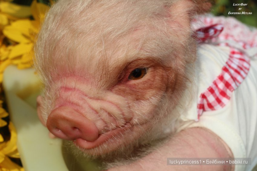 Свинка Хлоя. Часть 2 — Куклы Реборн (Reborn): работы мастеров