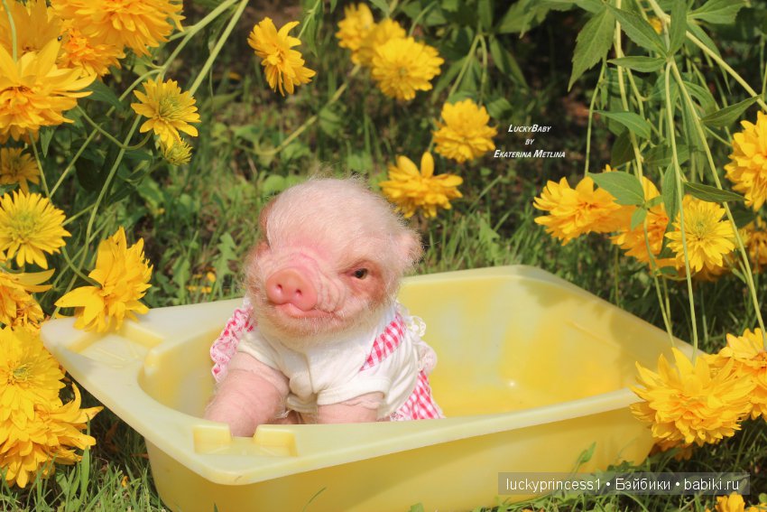 Свинка Хлоя. Часть 2 — Куклы Реборн (Reborn): работы мастеров