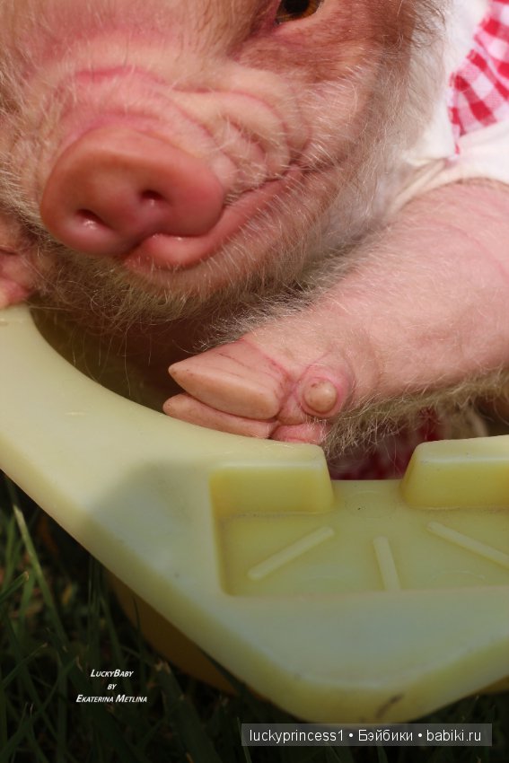 Свинка Хлоя. Часть 2 — Куклы Реборн (Reborn): работы мастеров