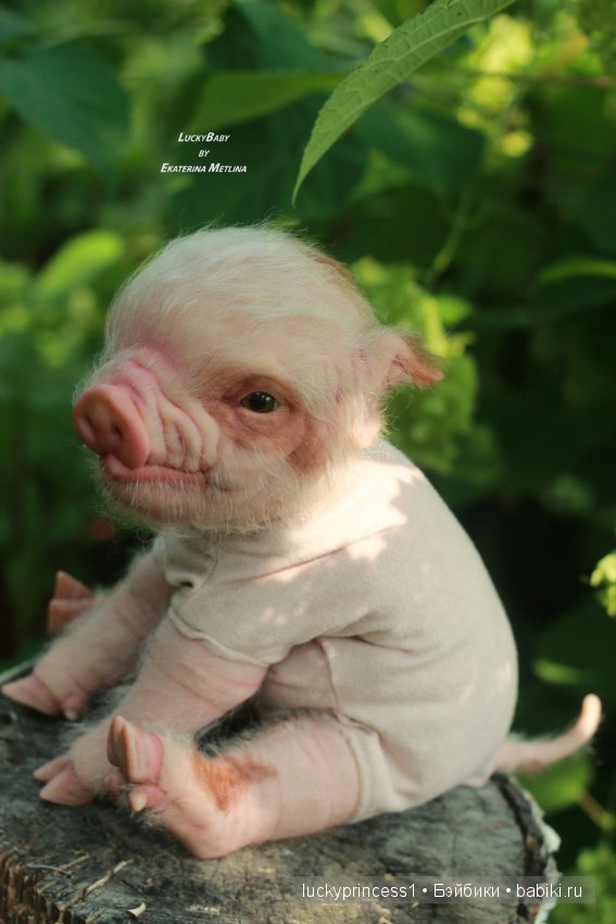 Свинка Хлоя. Часть 2 — Куклы Реборн (Reborn): работы мастеров