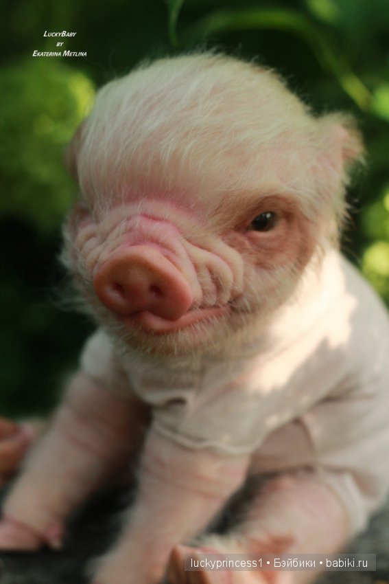 Свинка Хлоя. Часть 2 — Куклы Реборн (Reborn): работы мастеров