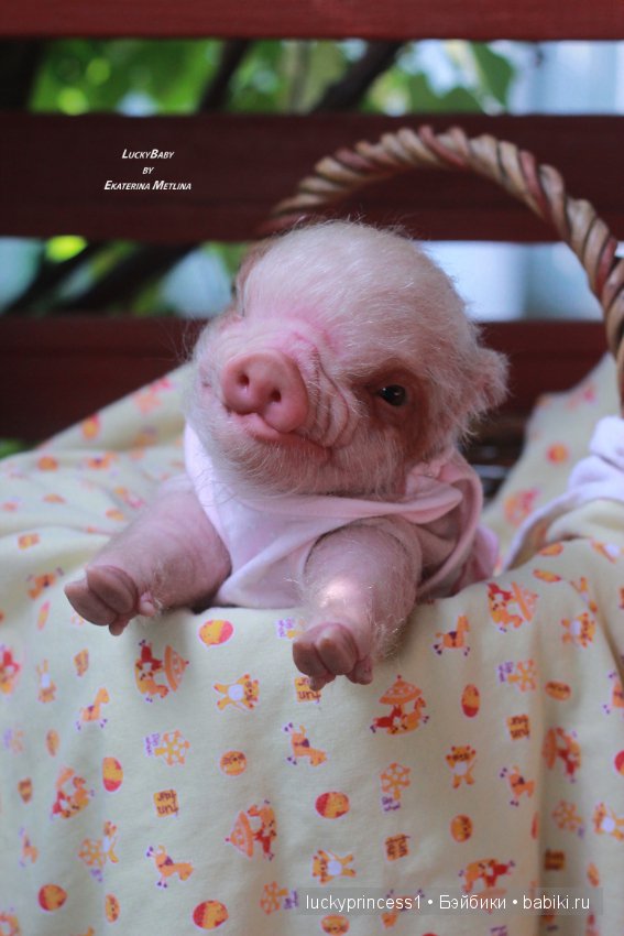 Свинка Хлоя. Часть 2 — Куклы Реборн (Reborn): работы мастеров