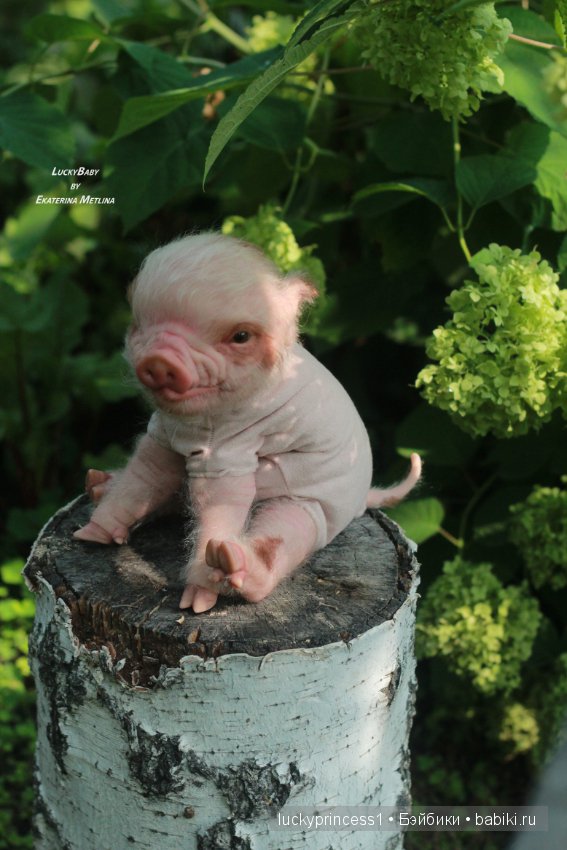 Свинка Хлоя. Часть 2 — Куклы Реборн (Reborn): работы мастеров