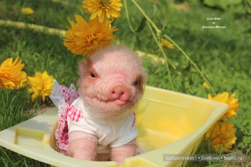 Свинка Хлоя. Часть 2 — Куклы Реборн (Reborn): работы мастеров