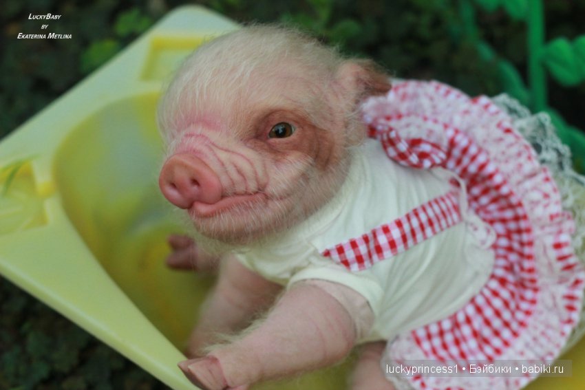 Свинка Хлоя. Часть 2 — Куклы Реборн (Reborn): работы мастеров
