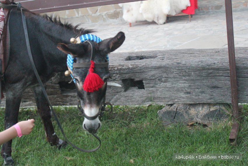 Частичка Болгарии приехала в Эстонию