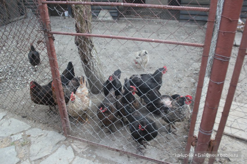 Частичка Болгарии приехала в Эстонию