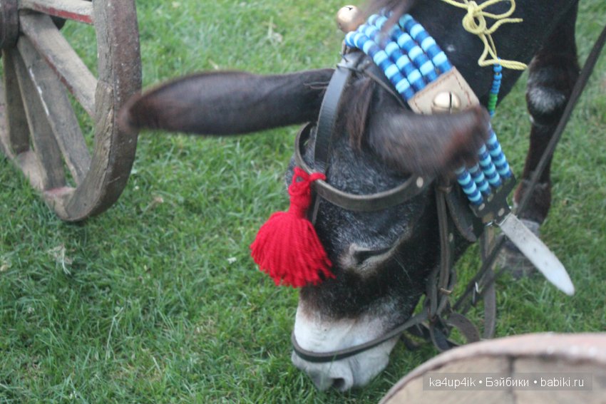Частичка Болгарии приехала в Эстонию