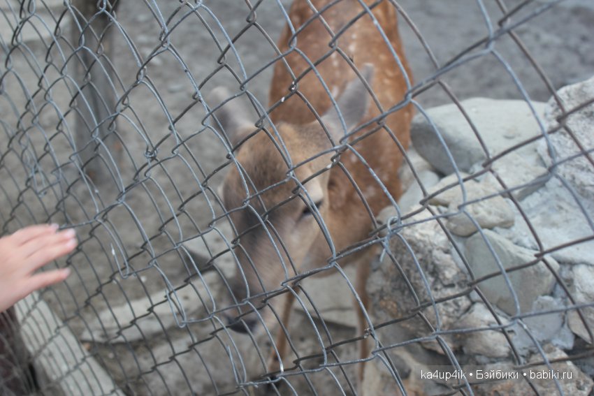 Частичка Болгарии приехала в Эстонию