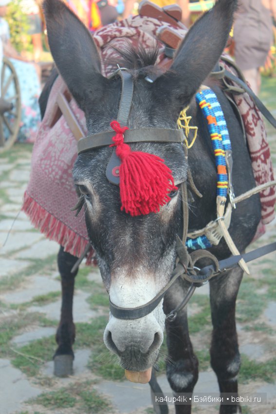 Частичка Болгарии приехала в Эстонию
