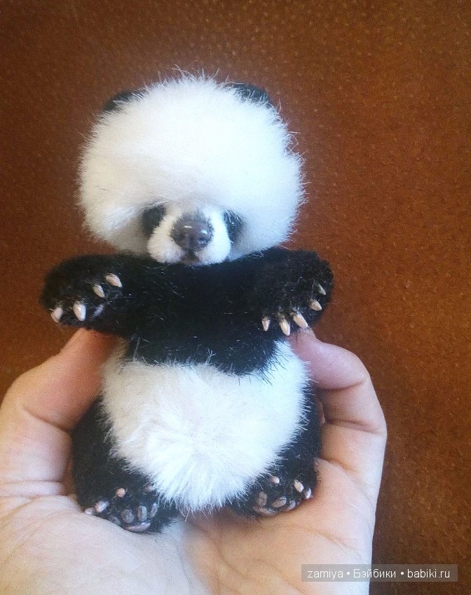 Йокко - мой мишка тедди панденыш