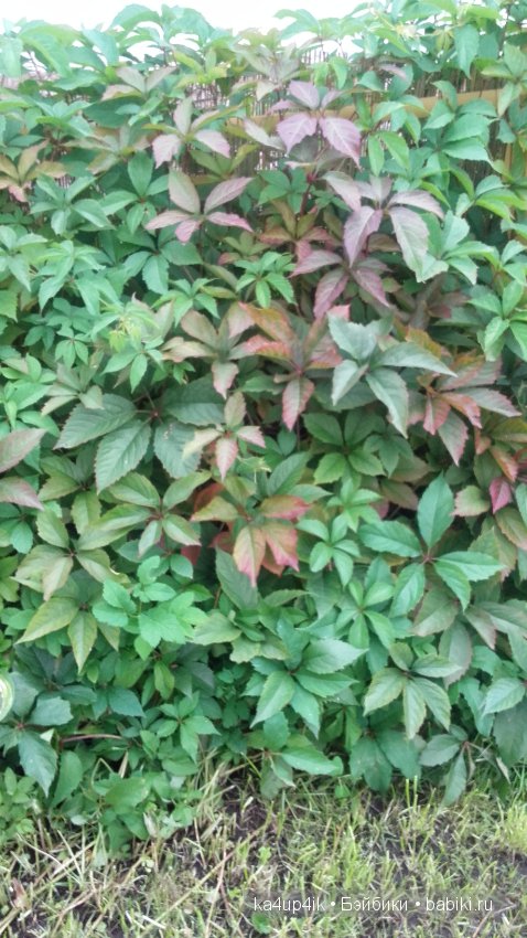 Монстряшки на прогулке — Куклы Monster High и Ever After High: G1