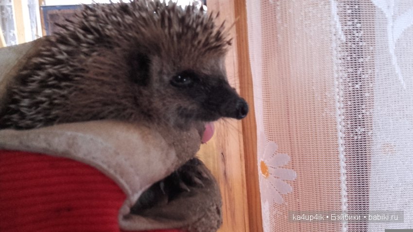 Janna от Дорис Штаннат — Куклы Doris Stannat (Дорис Штаннат): силикон