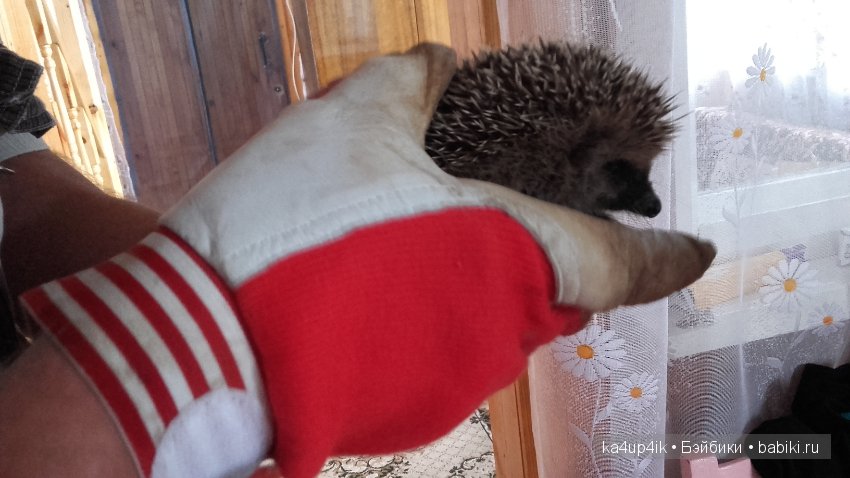 Janna от Дорис Штаннат — Куклы Doris Stannat (Дорис Штаннат): силикон