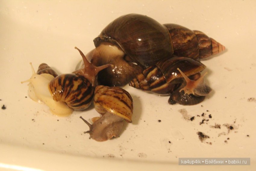 Пушистики — Интересные игрушки и фигурки (разное): редкие