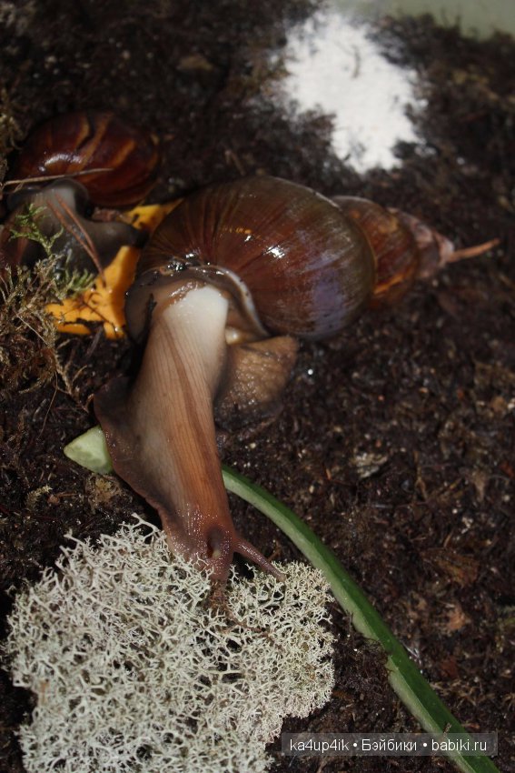 Пушистики — Интересные игрушки и фигурки (разное): редкие