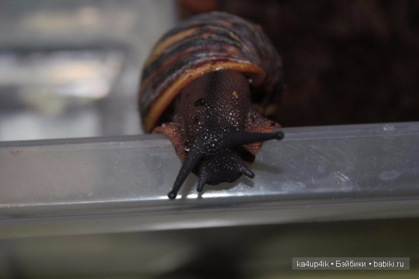 Пушистики — Интересные игрушки и фигурки (разное): редкие