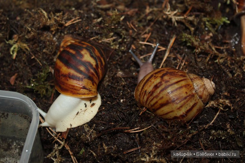 Пушистики — Интересные игрушки и фигурки (разное): редкие