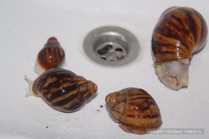 Пушистики — Интересные игрушки и фигурки (разное): редкие