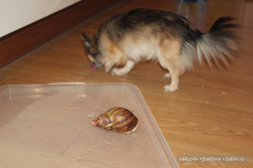 Пушистики — Интересные игрушки и фигурки (разное): редкие