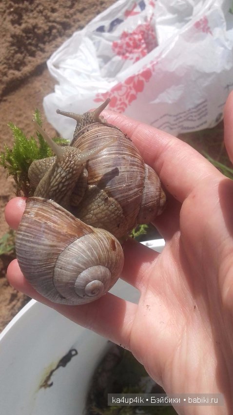 Пушистики — Интересные игрушки и фигурки (разное): редкие