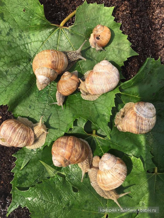 Пушистики — Интересные игрушки и фигурки (разное): редкие