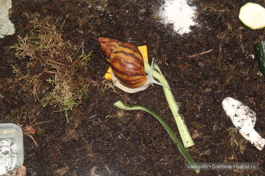 Пушистики — Интересные игрушки и фигурки (разное): редкие