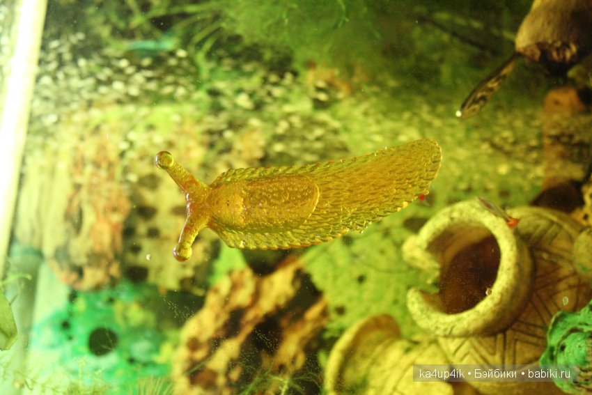 Пушистики — Интересные игрушки и фигурки (разное): редкие