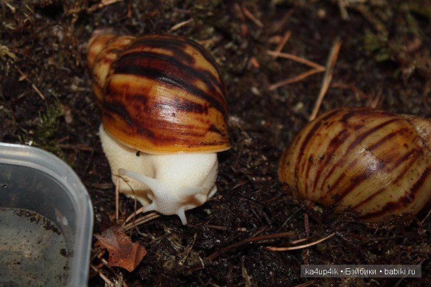 Пушистики — Интересные игрушки и фигурки (разное): редкие