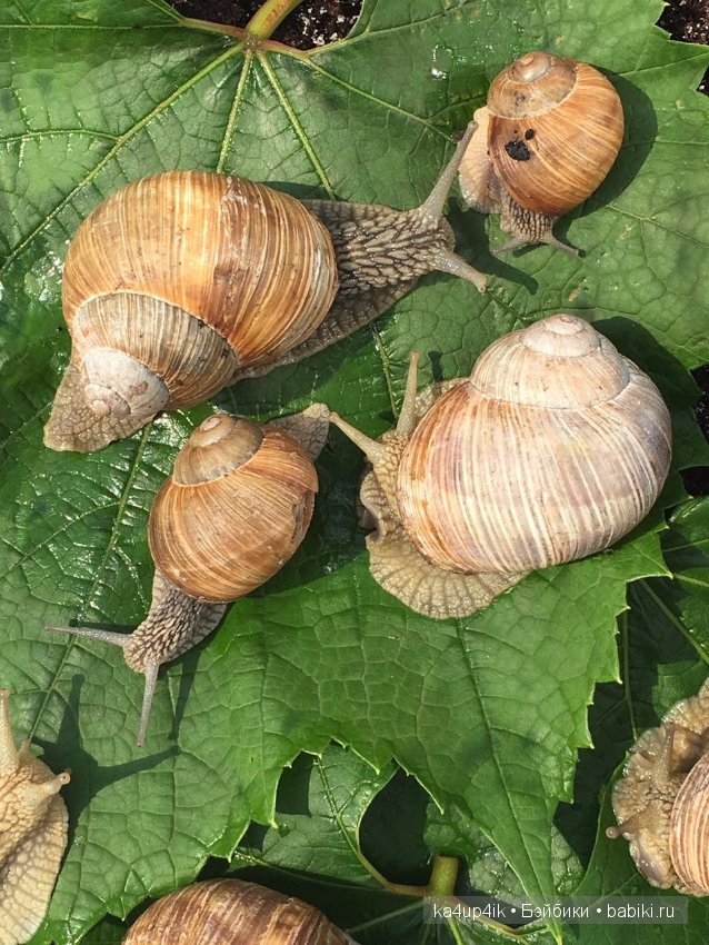 Пушистики — Интересные игрушки и фигурки (разное): редкие