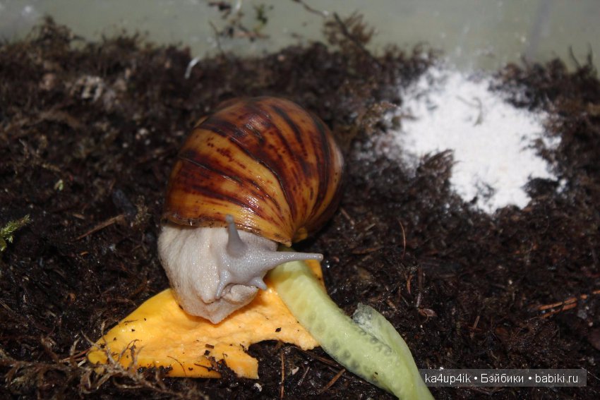 Пушистики — Интересные игрушки и фигурки (разное): редкие