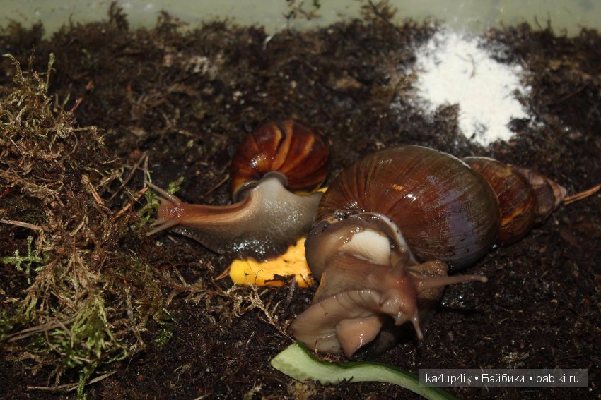 Пушистики — Интересные игрушки и фигурки (разное): редкие