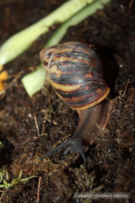 Пушистики — Интересные игрушки и фигурки (разное): редкие