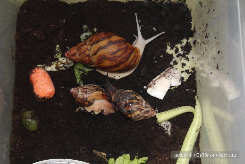 Пушистики — Интересные игрушки и фигурки (разное): редкие