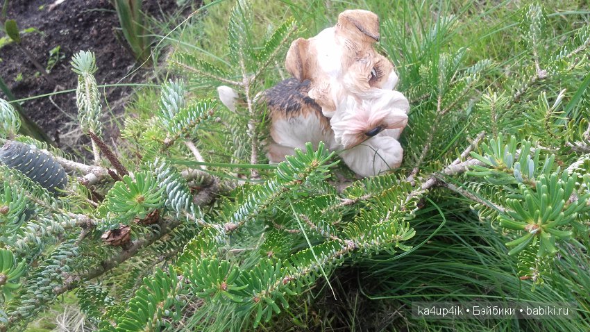 Мои собачки — Интересные игрушки и фигурки (разное): редкие