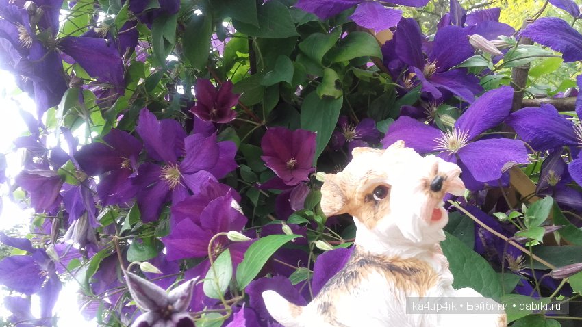 Мои собачки — Интересные игрушки и фигурки (разное): редкие