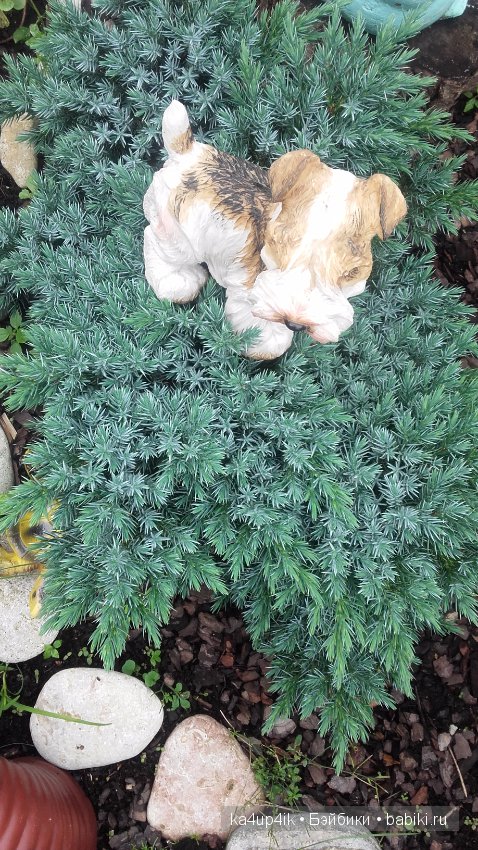 Мои собачки — Интересные игрушки и фигурки (разное): редкие