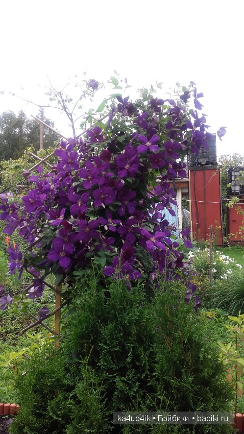 Мои собачки — Интересные игрушки и фигурки (разное): редкие