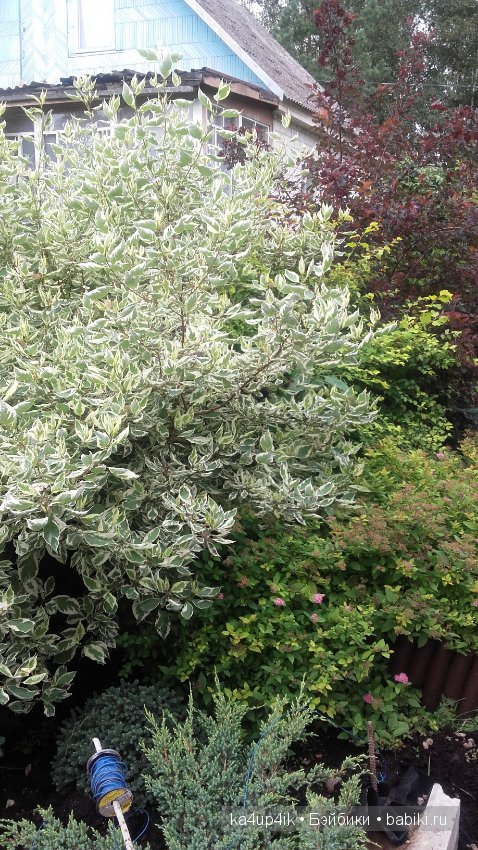 Мои собачки — Интересные игрушки и фигурки (разное): редкие