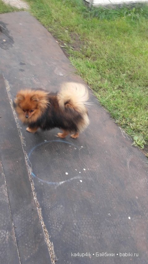 Монстряшки развлекаются — Куклы Monster High и Ever After High: G1