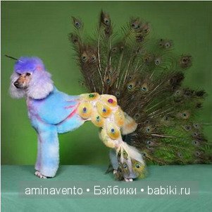 "Мой хозяин идиот" или как применить вдохновение