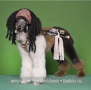 "Мой хозяин идиот" или как применить вдохновение