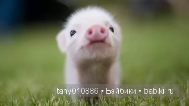 Забавные хрюшки — Интересное и необычное: фотоподборки