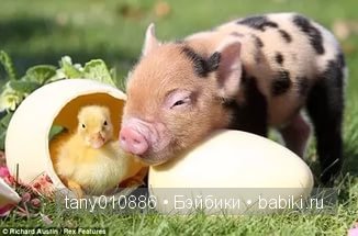 Забавные хрюшки — Интересное и необычное: фотоподборки